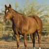 hickory_charm